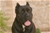 Ch. GALADRIEL DEL ROSSO MALPELO - Triola Cane Corso