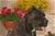 Ch. GALADRIEL DEL ROSSO MALPELO - Triola Cane Corso