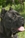 Ch. GALADRIEL DEL ROSSO MALPELO - Triola Cane Corso