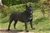 Ch. GALADRIEL DEL ROSSO MALPELO - Triola Cane Corso