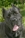 Ch. GALADRIEL DEL ROSSO MALPELO - Triola Cane Corso
