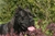 Ch. GALADRIEL DEL ROSSO MALPELO - Triola Cane Corso