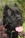 Ch. GALADRIEL DEL ROSSO MALPELO - Triola Cane Corso