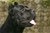 Ch. Giotto del Rossomalpelo - Triola Cane Corso