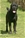 Ch. Giotto del Rossomalpelo - Triola Cane Corso