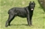 Ch. Giotto del Rossomalpelo - Triola Cane Corso