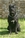 Ch. Arwen  - Triola Cane Corso