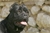 Ch. Arwen  - Triola Cane Corso