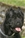Ch. Arwen  - Triola Cane Corso