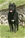Ch. Arwen  - Triola Cane Corso