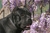 Ch. Arwen  - Triola Cane Corso