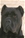  multi Ch. Bazo - Triola Cane Corso