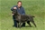 Belthil 2 detta Dharma - Triola Cane Corso