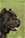 Belthil 2 detta Dharma - Triola Cane Corso