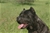 Belthil 2 detta Dharma - Triola Cane Corso