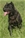 Belthil 2 detta Dharma - Triola Cane Corso