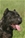 Belthil 2 detta Dharma - Triola Cane Corso