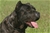 Belthil 2 detta Dharma - Triola Cane Corso