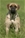Red hot - Triola Cane Corso