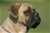 Red hot - Triola Cane Corso