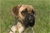 Red hot - Triola Cane Corso