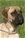 Red hot - Triola Cane Corso