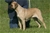 Red hot - Triola Cane Corso