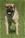 Red hot - Triola Cane Corso