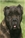 Balin detto Penna Bianca - Triola Cane Corso