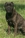 Balin detto Penna Bianca - Triola Cane Corso