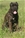 Balin detto Penna Bianca - Triola Cane Corso