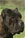 Balin detto Penna Bianca - Triola Cane Corso