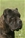 Balin detto Penna Bianca - Triola Cane Corso