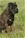 Balin detto Penna Bianca - Triola Cane Corso