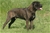 Balin detto Penna Bianca - Triola Cane Corso