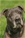 Lilla - Triola Cane Corso