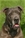 Lilla - Triola Cane Corso