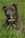 Lilla - Triola Cane Corso
