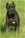 Ch. Ripr. Eowin - Triola Cane Corso
