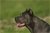 Brea - Triola Cane Corso