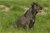 Brea - Triola Cane Corso