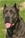 Brea - Triola Cane Corso
