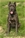 Brea - Triola Cane Corso