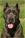 Brea - Triola Cane Corso