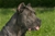Brea - Triola Cane Corso