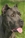 Brea - Triola Cane Corso