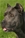 Brea - Triola Cane Corso