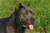Brea - Triola Cane Corso