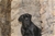 LUCREZIA - Triola Cane Corso