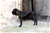 LUCREZIA - Triola Cane Corso